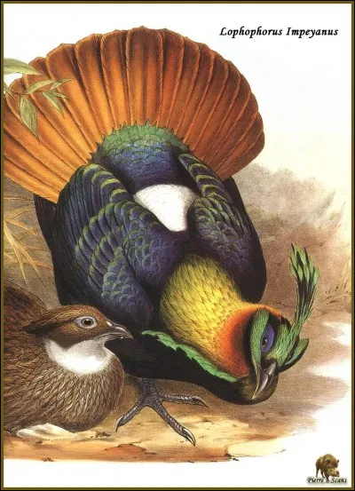 Comment s'appelle cet oiseau de la famille du faisan ?