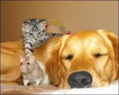 De ces animaux, lequel est le plus intelligent ?