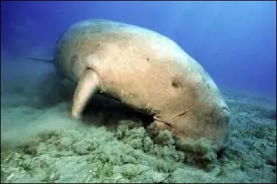 Le lamantin a un autre nom. Lequel ?
