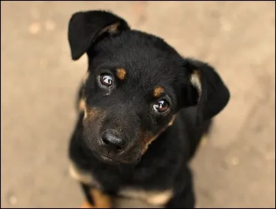 Votre chien doit &ecirc;tre...