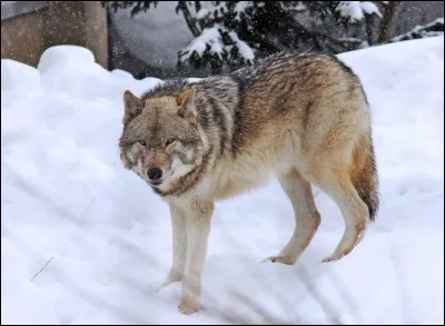 Quel champignon a un rapport avec cet animal ?
