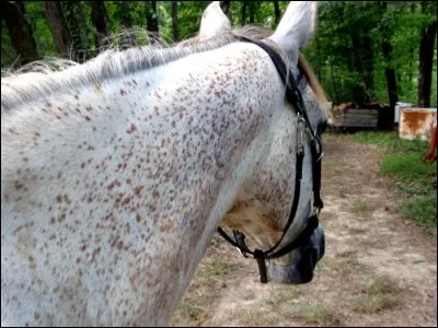 De quelle couleur est ce cheval ?