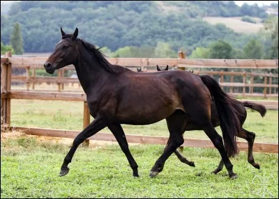 De quelle couleur est ce cheval ?