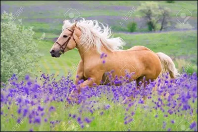 De quelle couleur est ce cheval ?