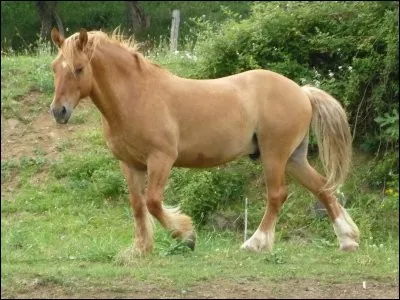 De quelle couleur est ce cheval ?