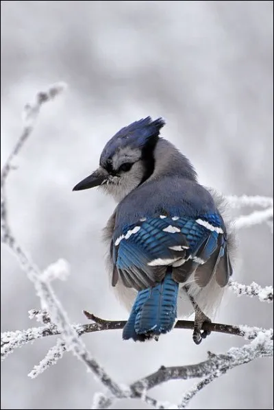 Quel est cet oiseau magnifique, sous la neige ?