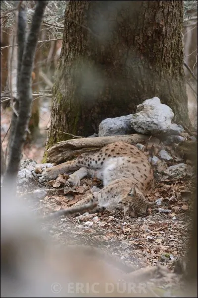 Le lynx est menacer pour...