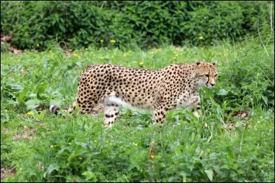 A la naissance les félin on les yeux...