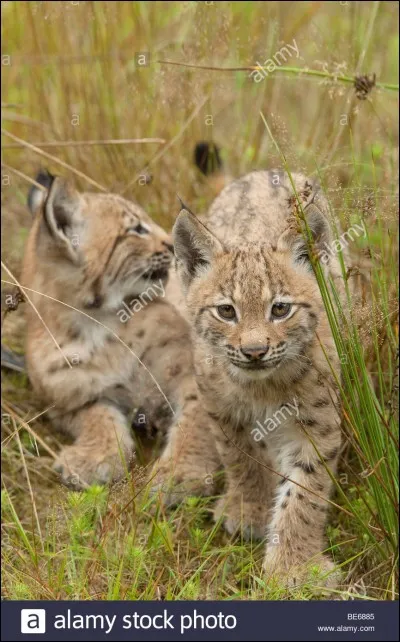 Le lynx vie en...
