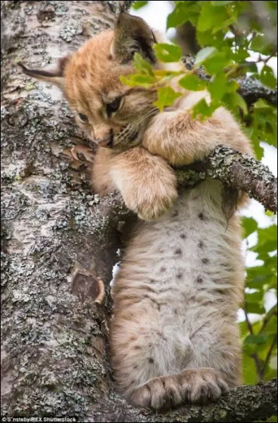 Le lynx chasse le plus souvent...