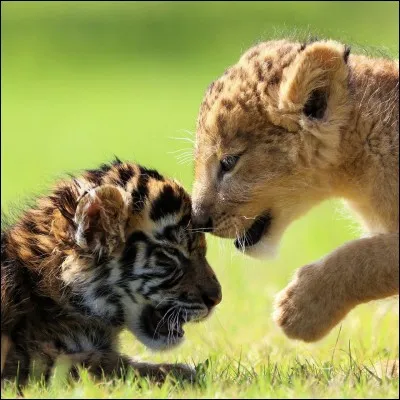 Retrouver moi le lynx roux