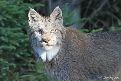 Le lynx et tres proche voisin du...