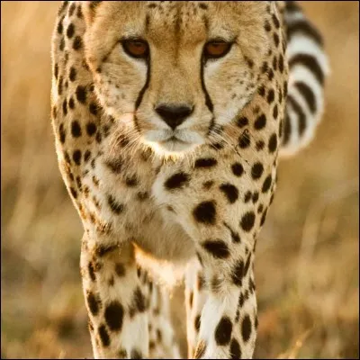 Le guépard cour à...