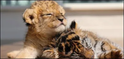 Le lynx est le plus ......
De tout les félins




.