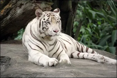 Ce tigre s'appelle...