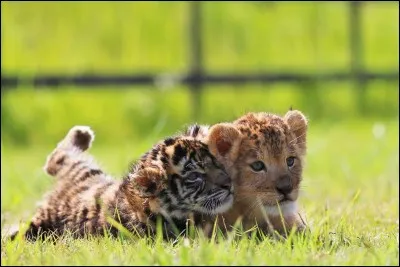 Le félin le plus rechercher et le /la...