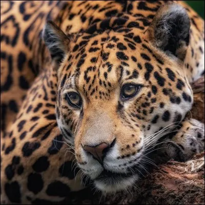 Le félin le plus fort du monde et....................................



...........


.
.