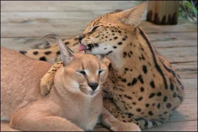 Le caracal et le serval vive dans la...