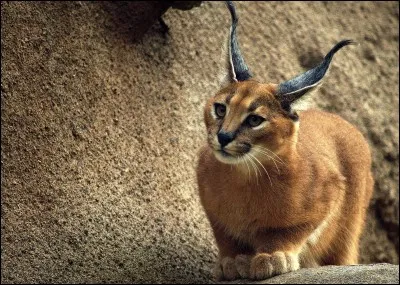 Le caracal aime...