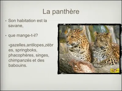 Ou est la panthere nebuleuse