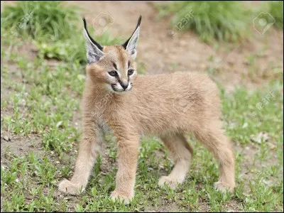 Cette espèce d'animal est un ...