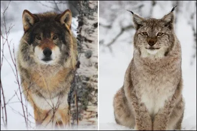 Le lynx est un ...