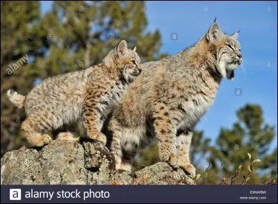 Le lynx aime ...