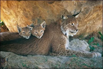 Le lynx court à ...