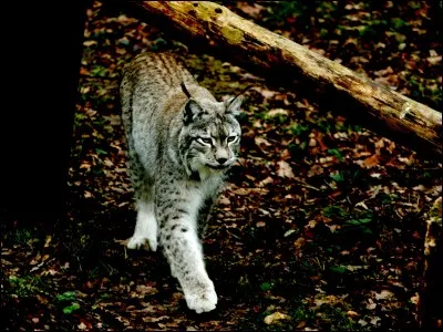 Le lynx est considéré comme ...