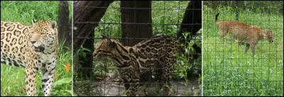 La femelle met bas 4 petits;