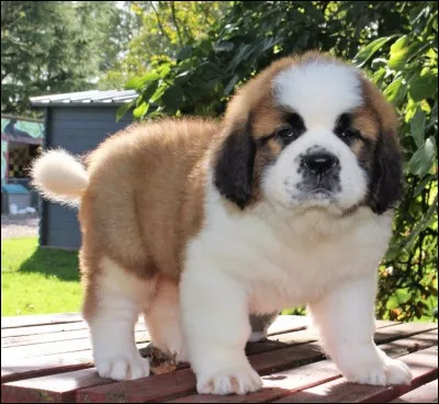 Quel est ton chien préféré ?