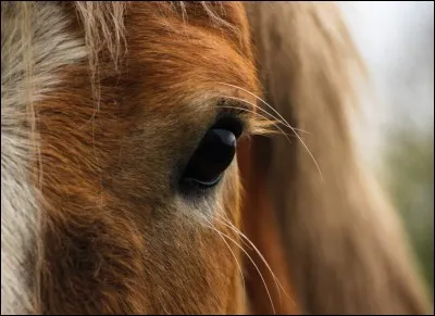 Quels sont vos animaux favoris ?