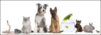 As-tu des animaux ? Lesquels ?