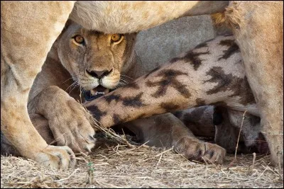 Quel est le nom d'un animal descendant d'un lion et d'une femelle jaguar ?