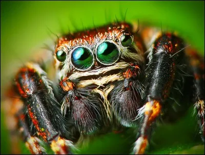 Il aime les araignées