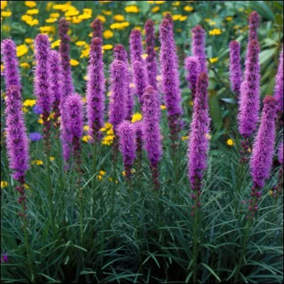 Quelle est son espèce ?