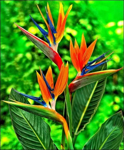 Quelle est son espèce ?