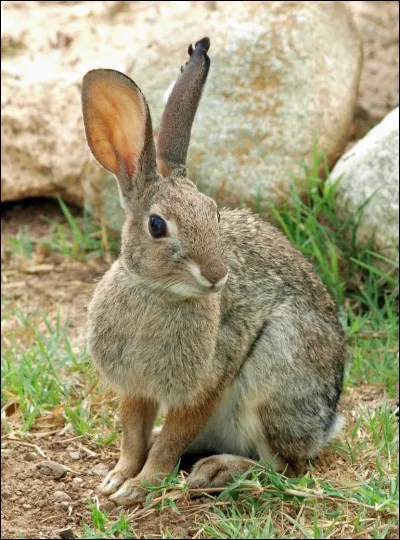 Quel est ce rongeur ?