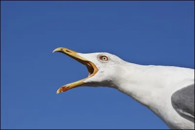 Quel est cet oiseau ?