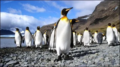 Lequel de ces deux noms correspond à cet animal ?