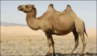 Est-ce un dromadaire ou un chameau ?