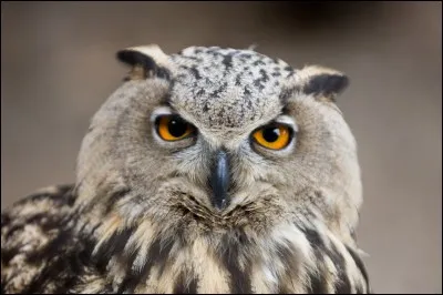 Comment s'intitule cet oiseau ?