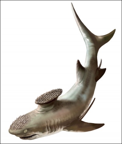 Le Stethacanthus était un requin du dévonien.