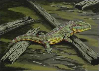 Il mangeait des amphibiens.