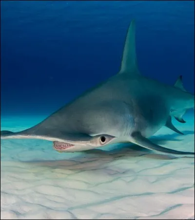 Est-ce un requin ?