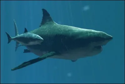 Le mégalodon est l'ancêtre du grand requin blanc.