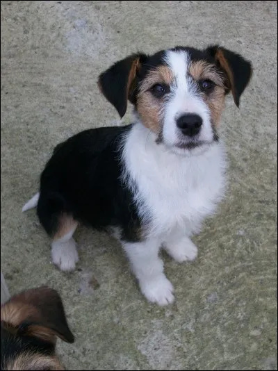 Lequel de ces chiens ne fait pas parti du Club des Cinq ?