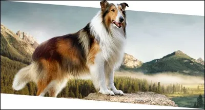 Lequel de ces chiens est le héros d'un film ?