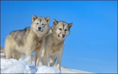 Lequel de ces chiens n'est pas un héros dans tous les livres que je viens de citer ?