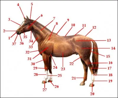 Comment s'appelle le numéro 9 ?